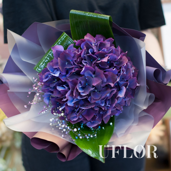 Фиолетовая гортензия