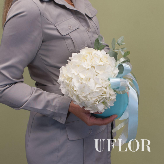 Белая гортензия