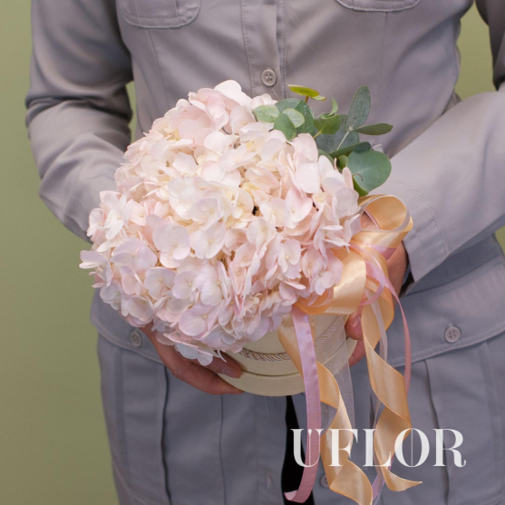 Нежно-розовая гортензия