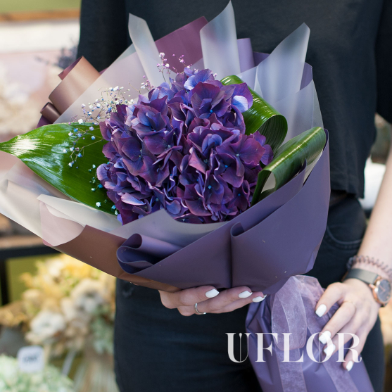 Фиолетовая гортензия